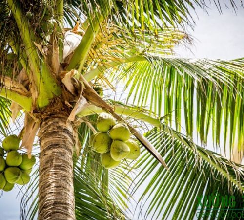 Các vùng trồng dừa nhiều tại Việt Nam Các vùng trồng dừa nhiều tại Việt Nam