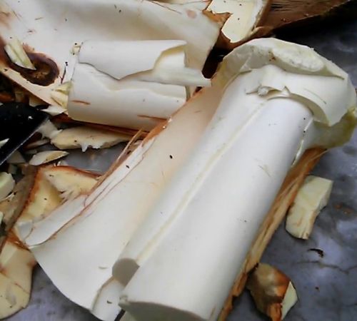Quy trình chế biến củ hủ dừa