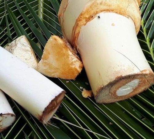 Củ hủ dừa và giá trị dinh dưỡng của củ hủ dừa