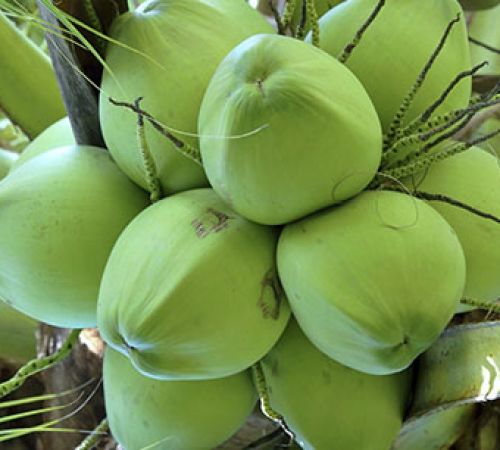 Các giống dừa nhiều trái tại Bến Tre