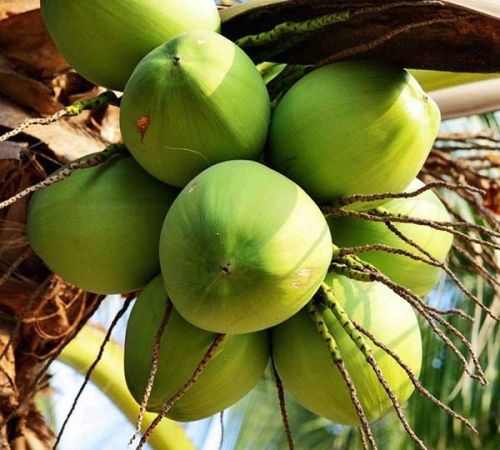 Phân biệt dừa xiêm và dừa sáp