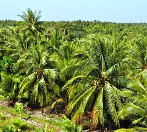 Các điểm du lịch đẹp tại Bến Tre Các điểm du lịch đẹp tại Bến Tre