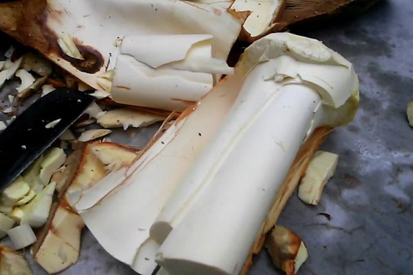 Quy trình chế biến củ hủ dừa