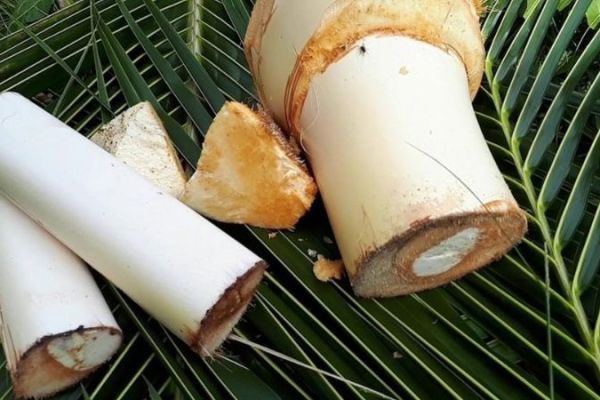 Vì sao củ hũ dừa là đặc sản của Bến Tre?