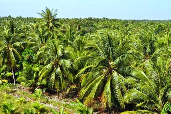 Các điểm du lịch đẹp tại Bến Tre