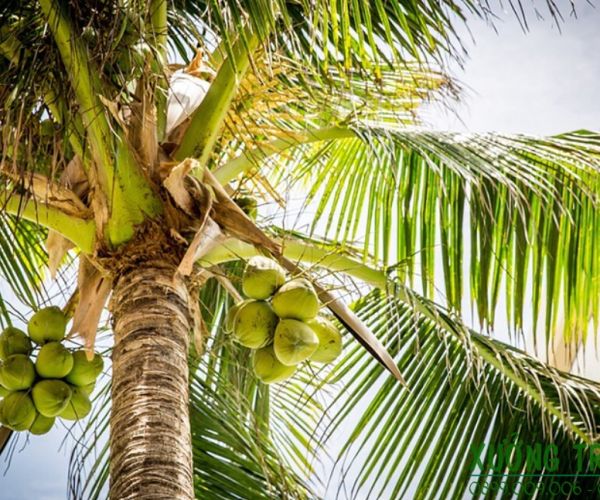 Các vùng trồng dừa nhiều tại Việt Nam