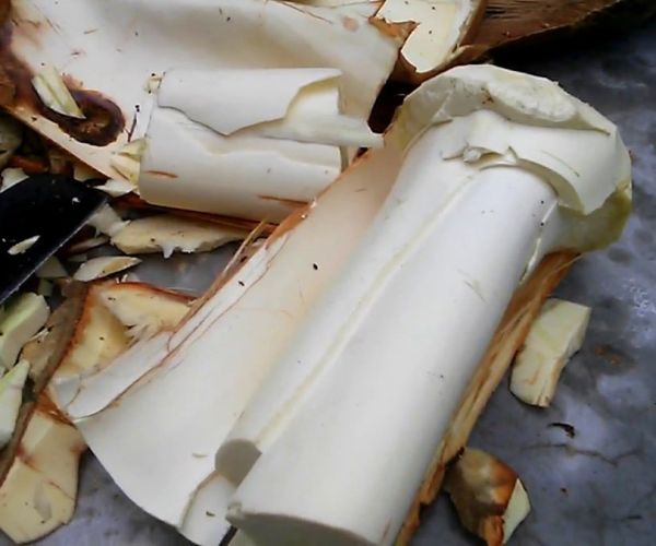 Quy trình chế biến củ hủ dừa