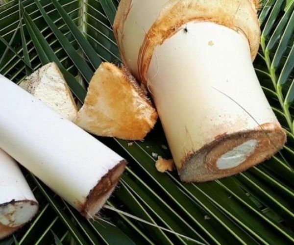 Củ hủ dừa và giá trị dinh dưỡng của củ hủ dừa