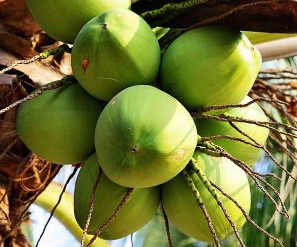 Phân biệt dừa xiêm và dừa sáp