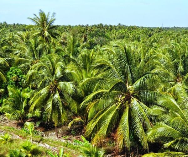 Các điểm du lịch đẹp tại Bến Tre