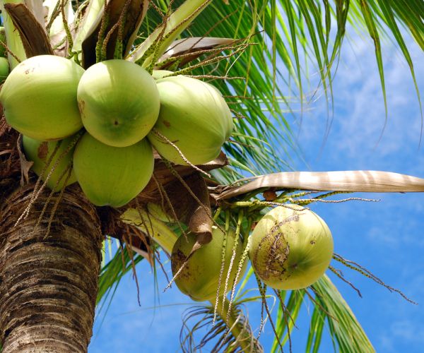 Tuổi thọ và vòng đời 1 cây dừa