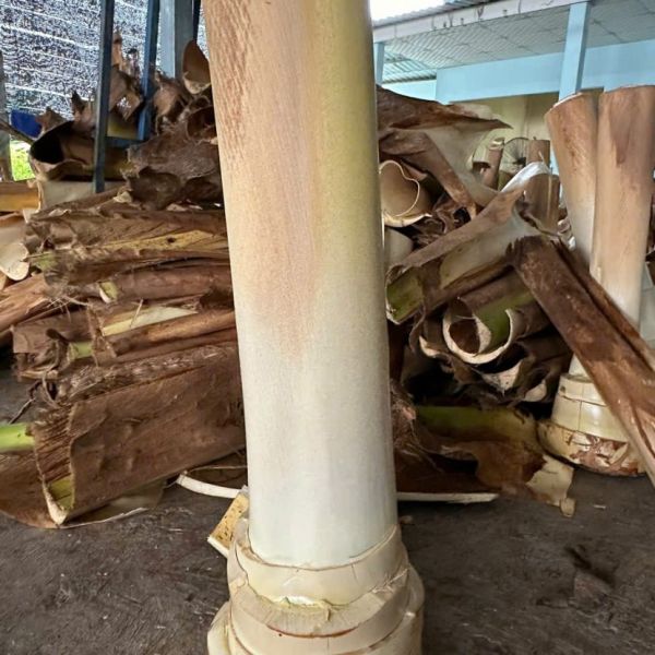 Cây dừa