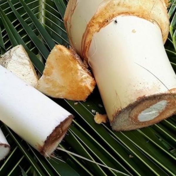 Củ hủ dừa An Nam