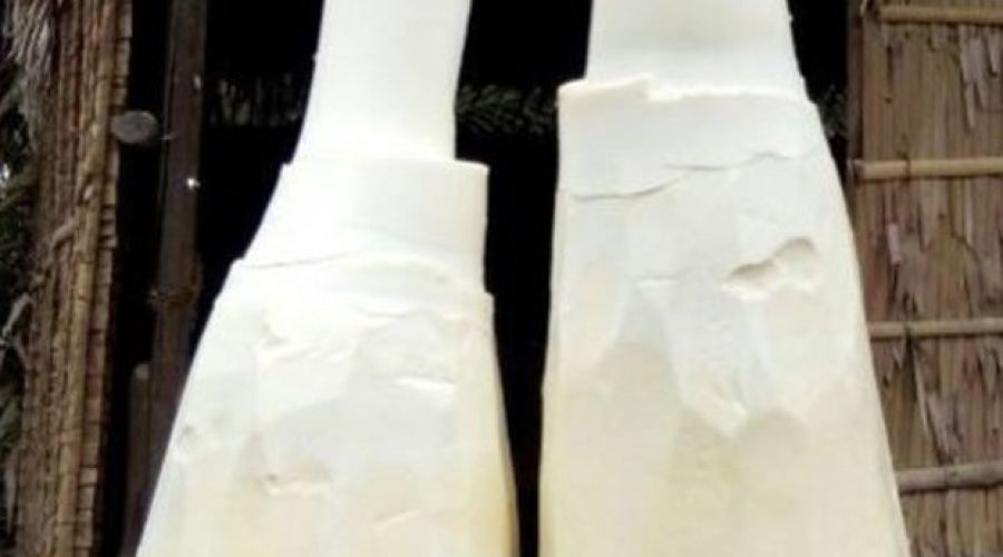Củ hủ dừa bảo quản được bao lâu ?