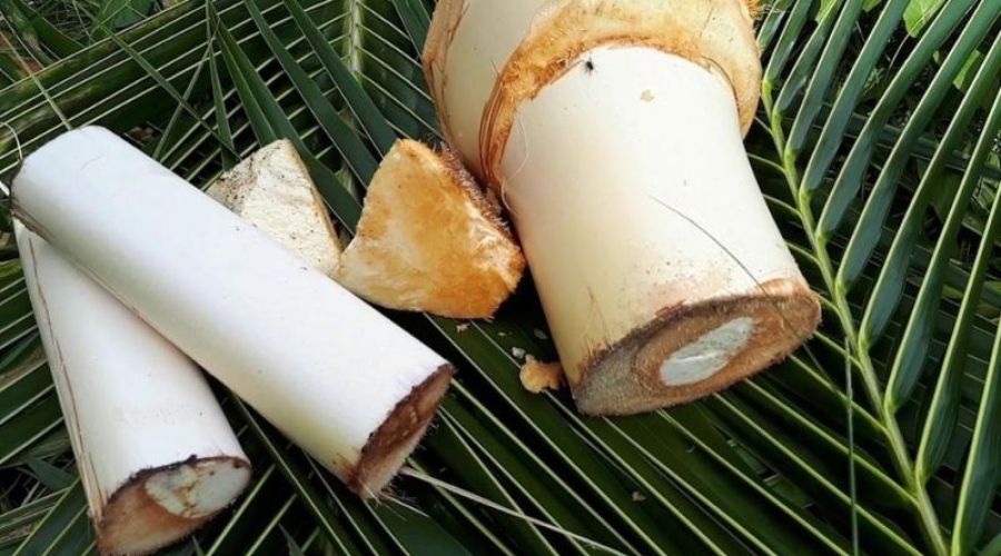 Củ hủ dừa và giá trị dinh dưỡng của củ hủ dừa